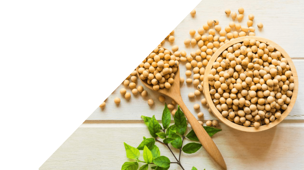 soy bean peptide,soybean protein,soy peptide,soy protein,wheat protein,wheat peptide,,www.et-chem.com,et-chem.com,etchem,et pharchem,plant protein,vegan protein,functional peptide, herbal extracts, natural ingredient,botanical ingredient,company, supplier,distributor,wholesale,manufacturer,producer,best,unique,innovative,scfe co2,uk,usa,Canada,Europe,france,germany,Italy,spain,brazil,mexico,uae,middle east,asia,china,solvent free,food grade,trending,health,food,beauty,cosmetics,natural,love,recipes,recipe