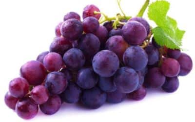 Grape extracts,Vitis vinifera extracts,Grape purified dry extracts,Grape seed extracts manufacturer,Vitis vinifera extracts manufacturer,Grape seed purified dry extracts manufacturer,Grape seed extracts supplier,Vitis vinifera extracts supplier,Grape seed purified dry extracts supplier,Grape seed extracts wholesale,Vitis vinifera extracts wholesale,Grape seed purified dry extracts wholesale