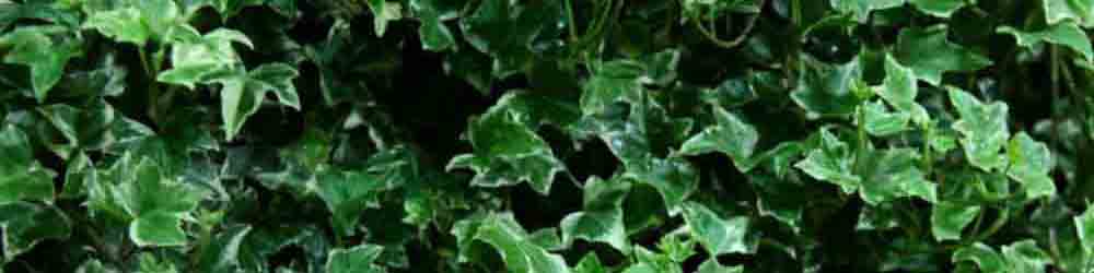 Ivy leaf extract manufacturer Hedera helix supplier8 - etchem