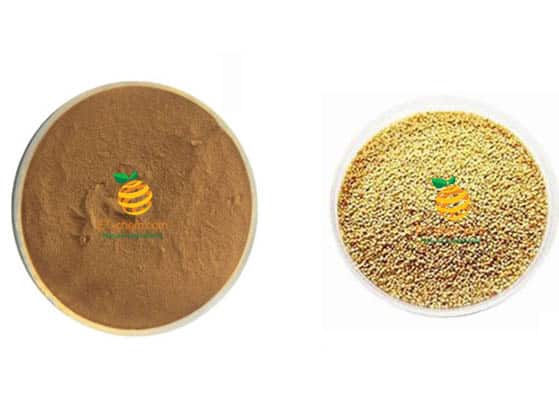 millet extract manufacturer millet powder supplier, millet seed extract factory, millet extract wholesaler, millet nutrition, yellow millet, Panicum miliaceum powder