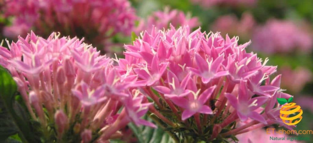 rhodiola rosea, rhodiola extract,rhodiola rosea extract, rhodiola rosea suppliers, rhodiola rosea manufacturers, rhodiola powder, rhodiola root extract UK USA China